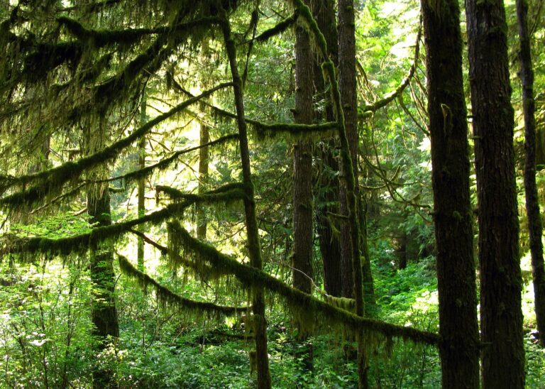 A Danish Fund Put New Money Into One of South America’s Largest Forest Restoration Efforts