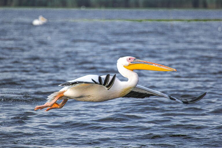 A Danube Delta Documentary Showed the Healing Power of Rewilding