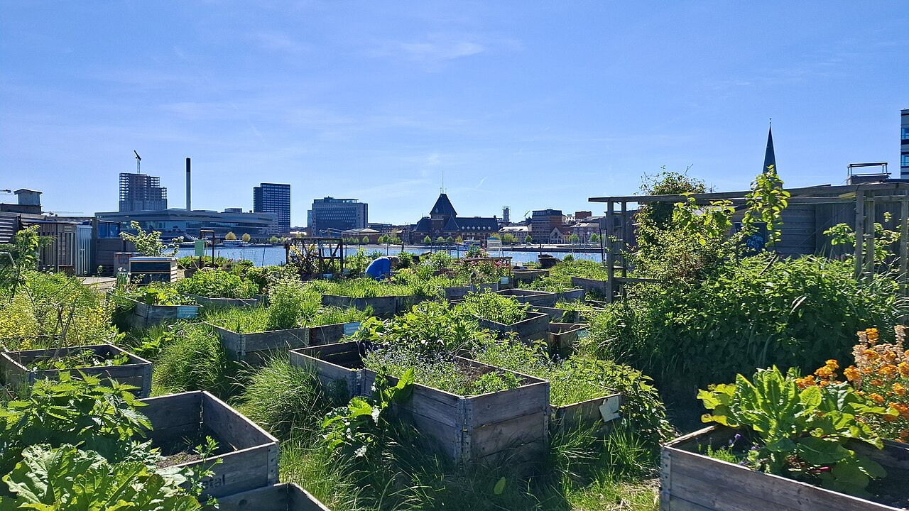 A Lost Wedding Ring Was Found in a Community Garden