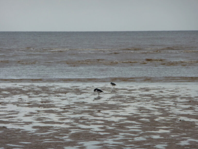 A Major Oyster Reef Restoration Plan Could Revive Lost Marine Habitat on the English Coast
