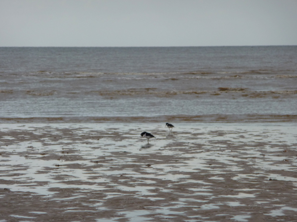 A Major Oyster Reef Restoration Plan Could Revive Lost Marine Habitat on the English Coast