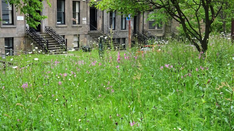 A Pocket Meadow Replaced an Unused Patch of Grass