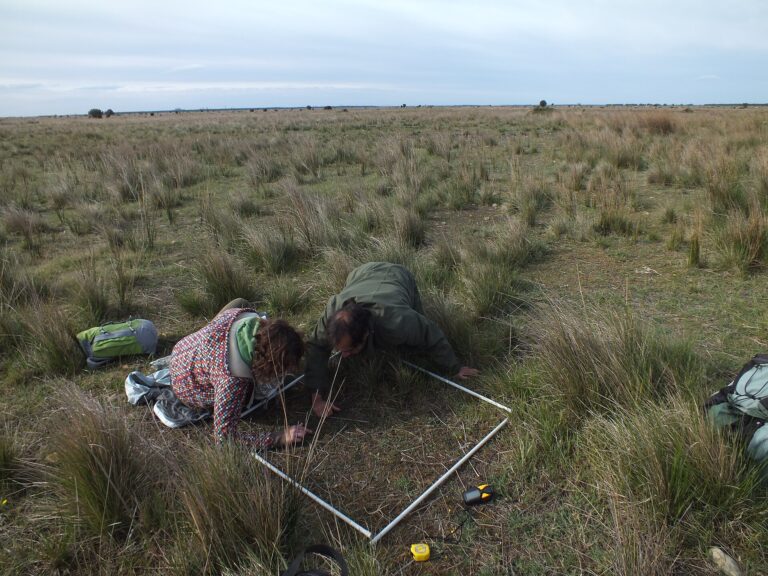 A Rare French Grasshopper Reintroduction Project Reached Its Final Phase