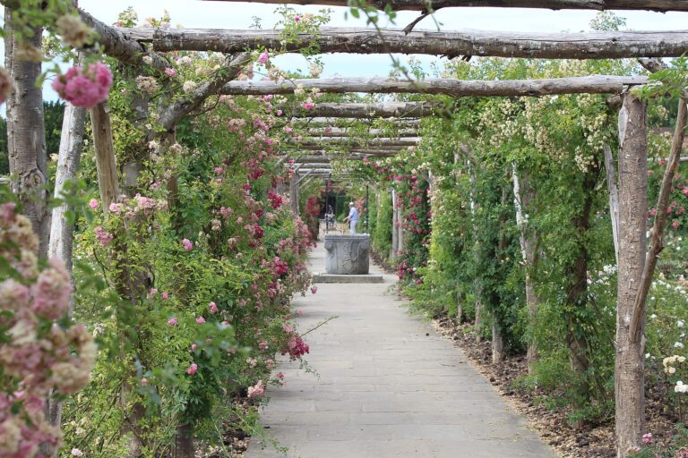 A Rose Garden Was Planted for Slow Evening Walks