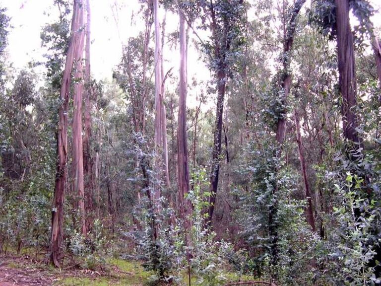 A Spanish Alliance Is Pushing Nature Restoration From Policy Into Practice