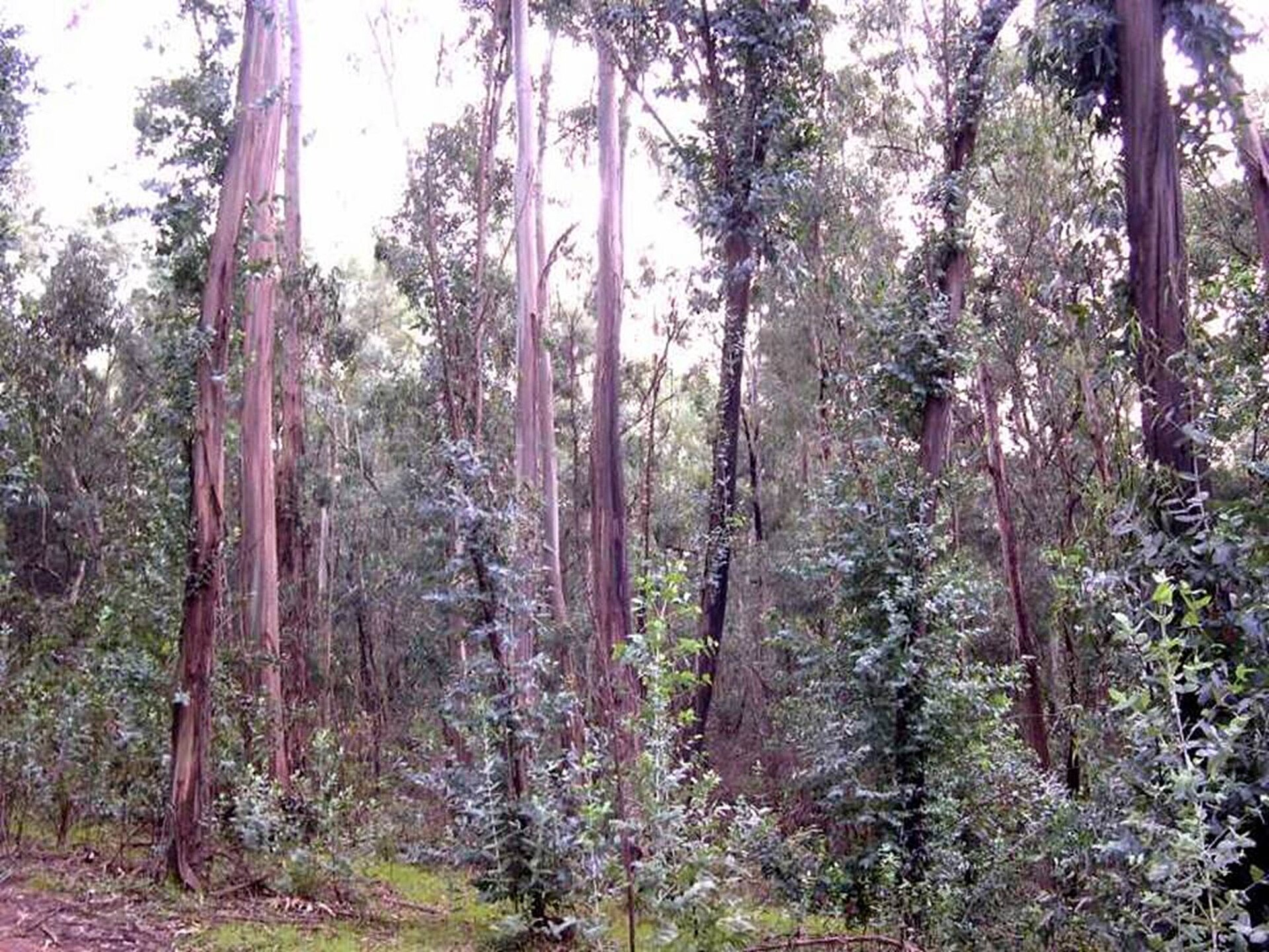 A Spanish Alliance Is Pushing Nature Restoration From Policy Into Practice