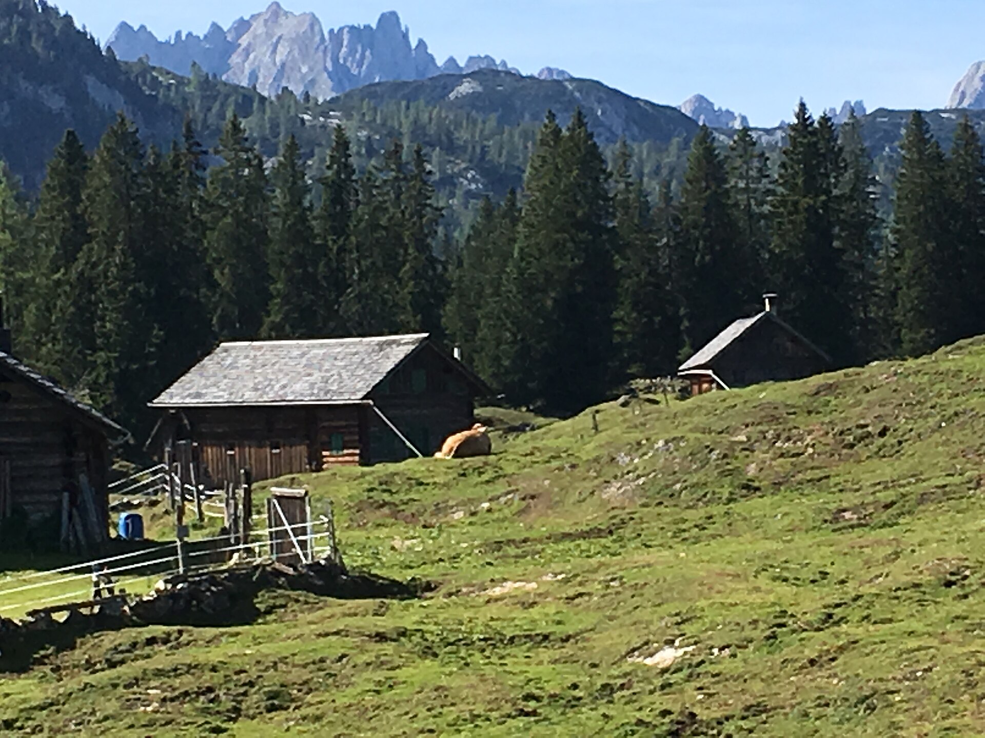 Austria's Veronika the Cow Uses Tools Like a Chimpanzee