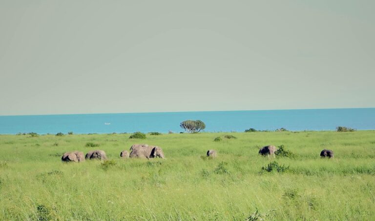 Elephants Are Returning to Virunga and Reshaping the Landscape