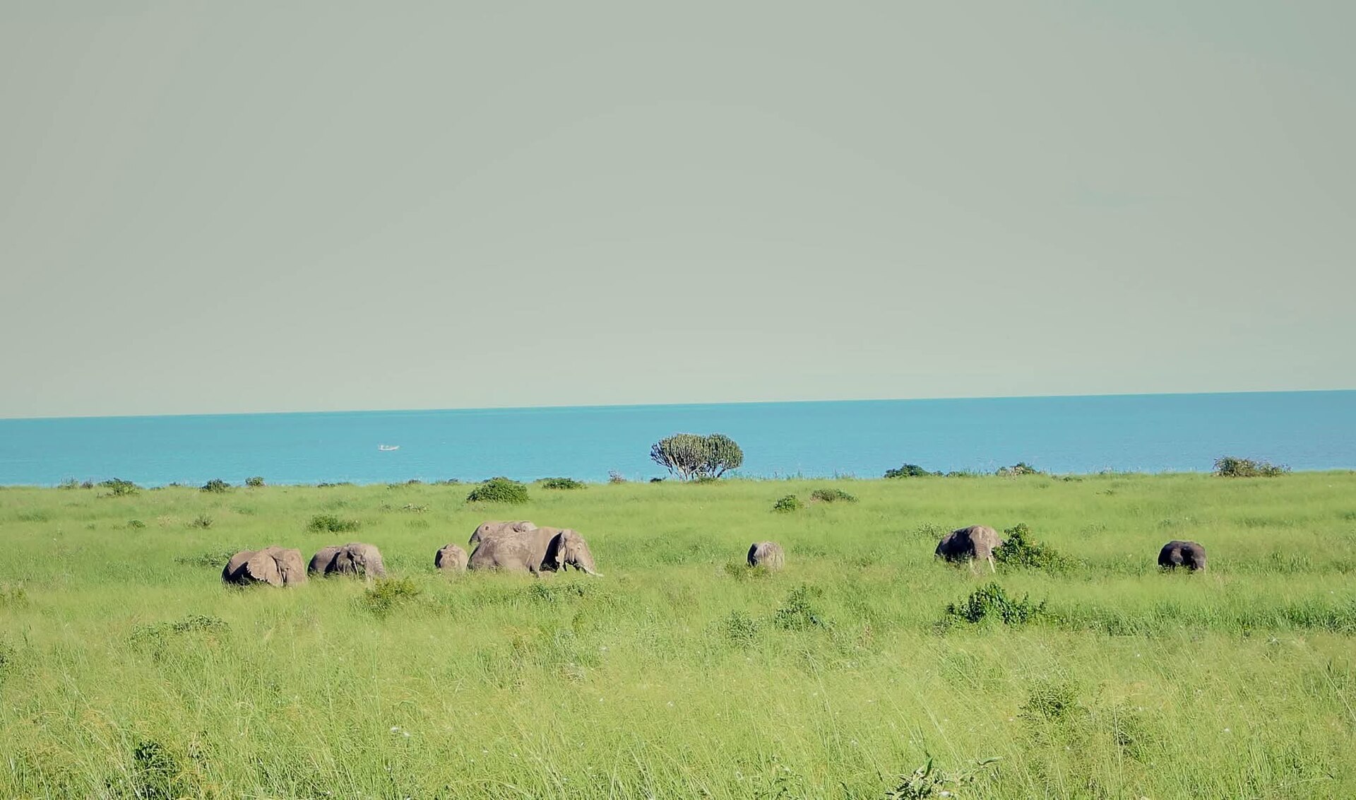 Elephants Are Returning to Virunga and Reshaping the Landscape