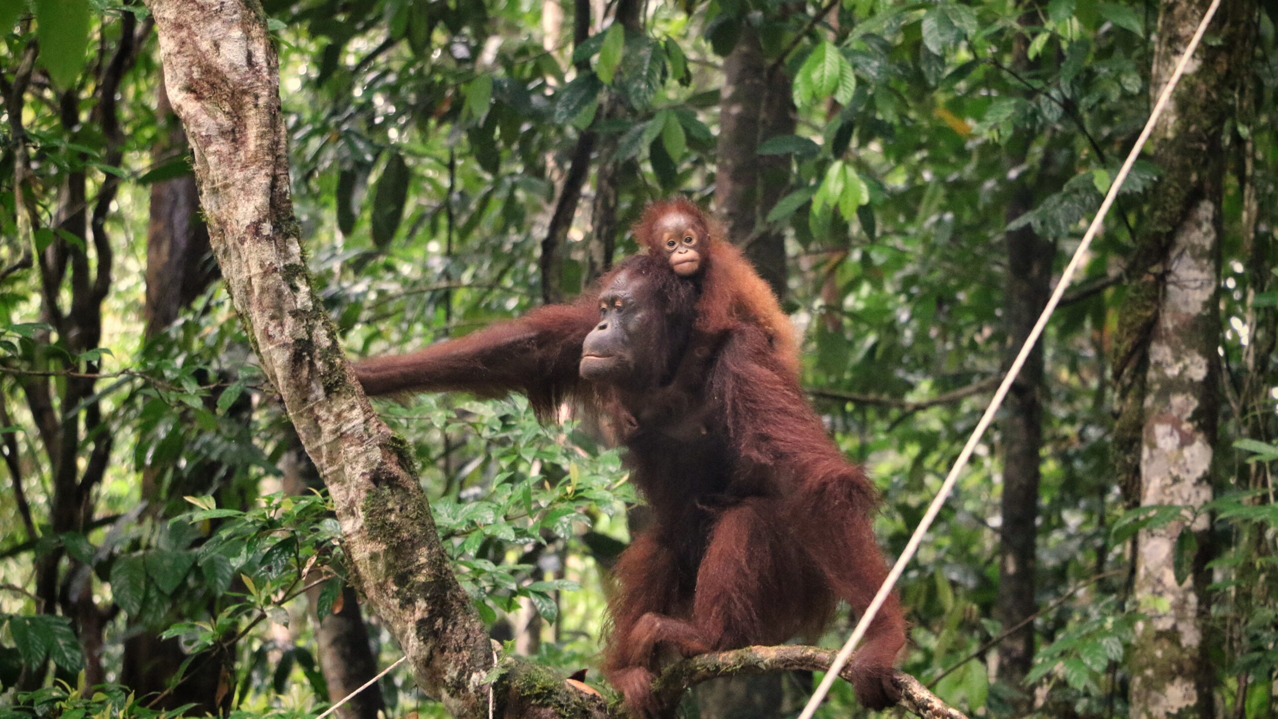 Endangered Orangutan Crosses Canopy Bridge in World First