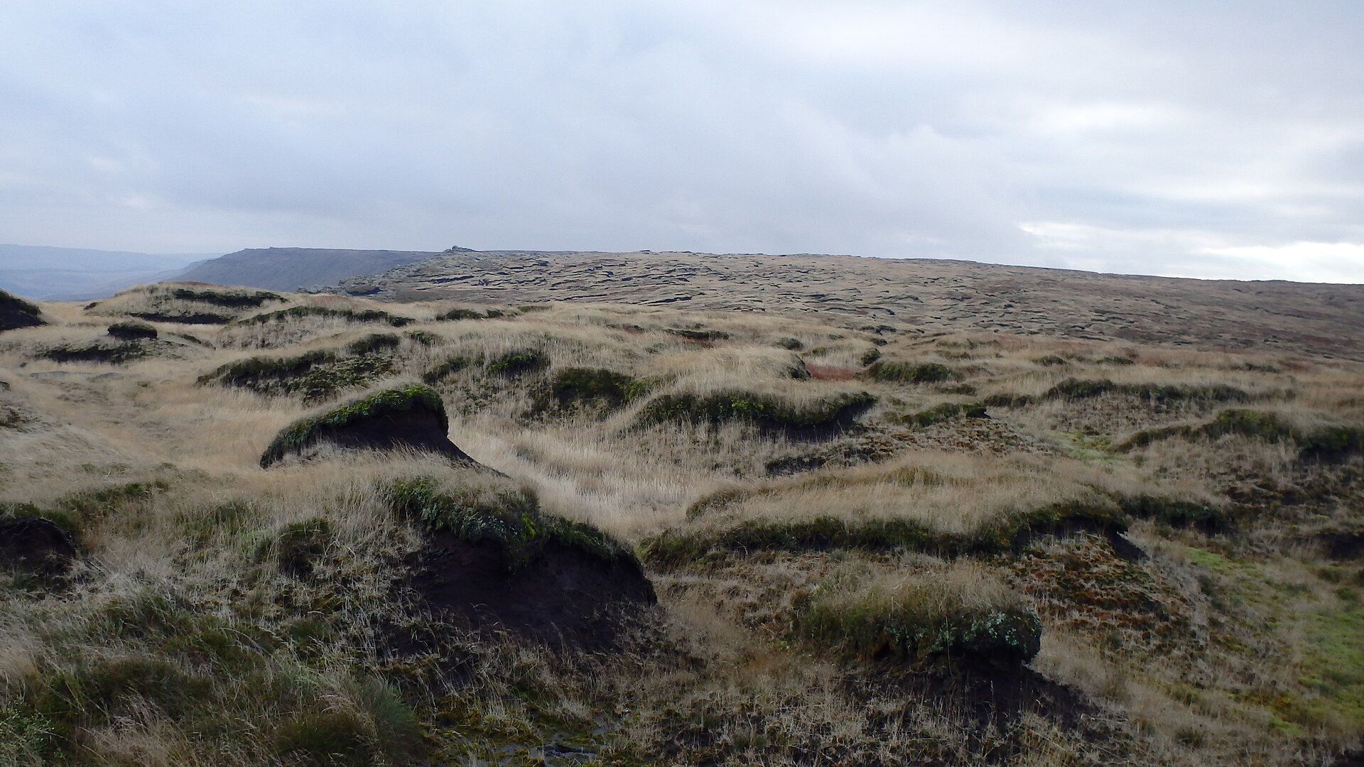 England’s Peatland Restoration Work Is Moving From Border Mires to Bodmin Moor
