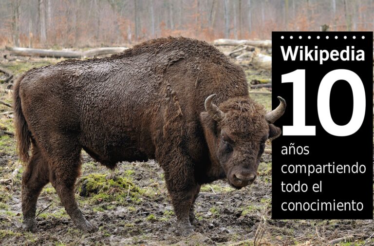 European Bison Arrived in Spain’s Iberian Highlands for the First Time