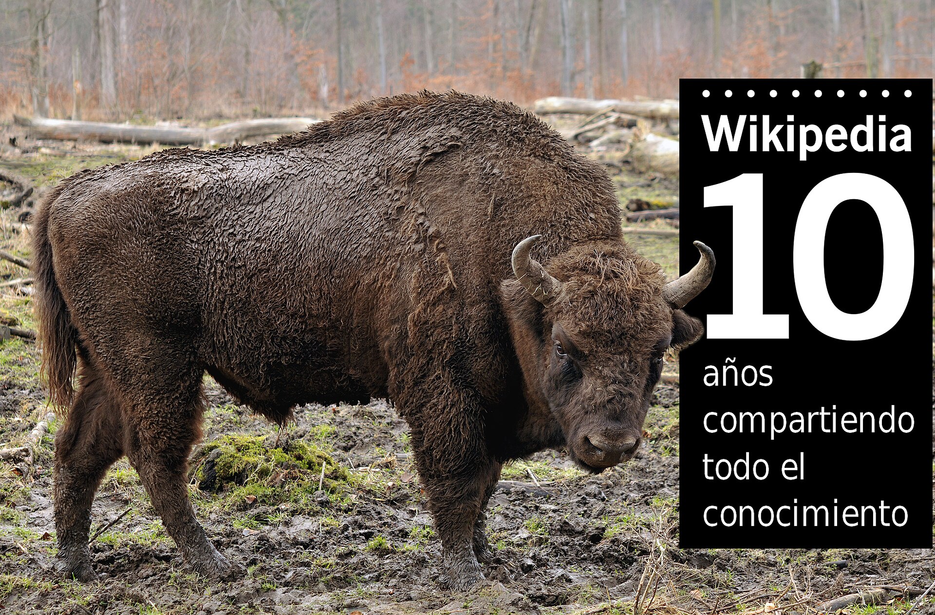 European Bison Arrived in Spain’s Iberian Highlands for the First Time