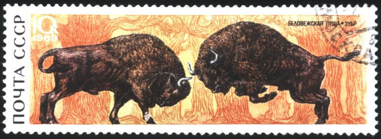European Bison Population Has Grown From 60 to 9,000 in One Century