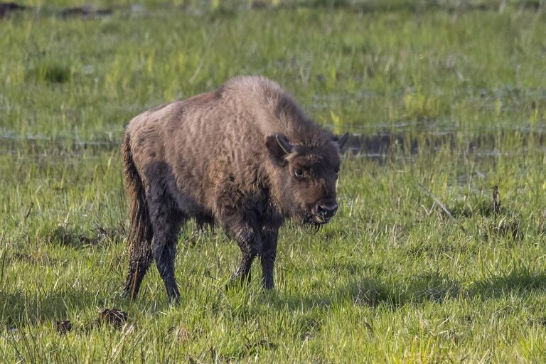 European Wildlife Photography Is Celebrating Species Returning to Their Habitats