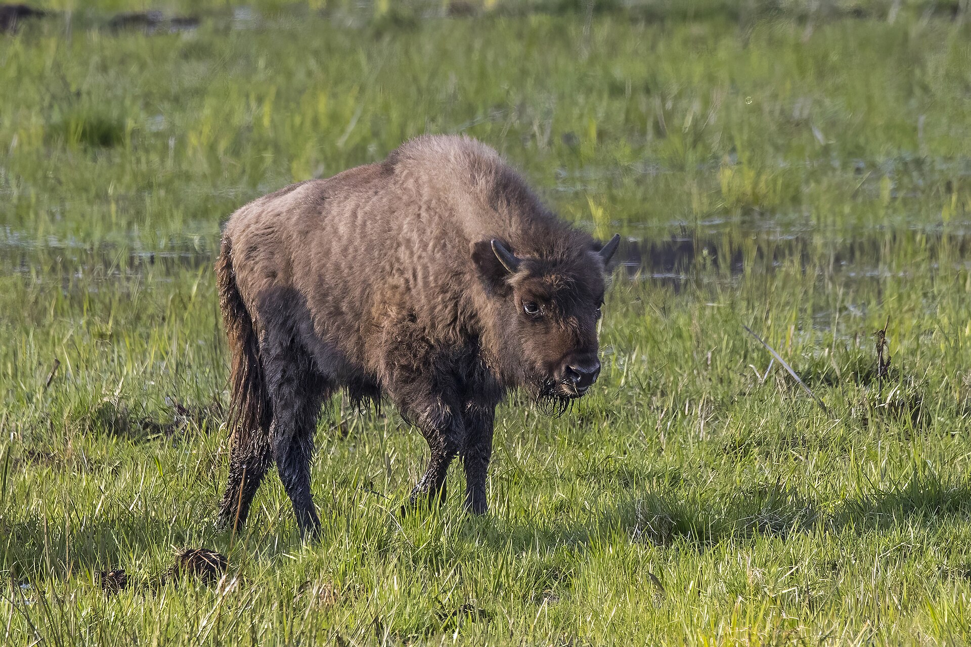 European Wildlife Photography Is Celebrating Species Returning to Their Habitats
