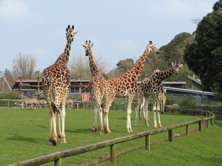 Fota Wildlife Park Received Funding for Threatened Species Conservation