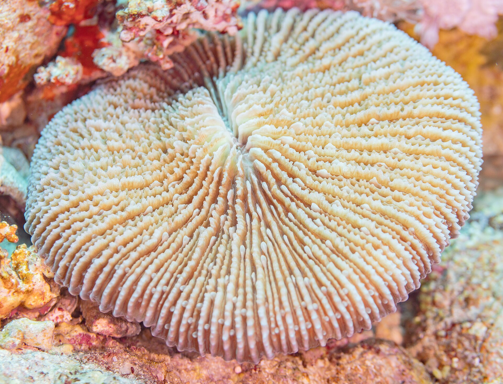 Giant Coral Colony Half the Size of a Football Pitch Found on Great Barrier Reef