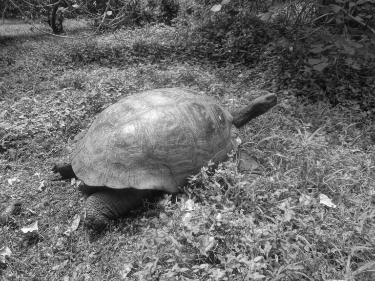 Giant Tortoises Walk on Floreana Again After Nearly Two Centuries