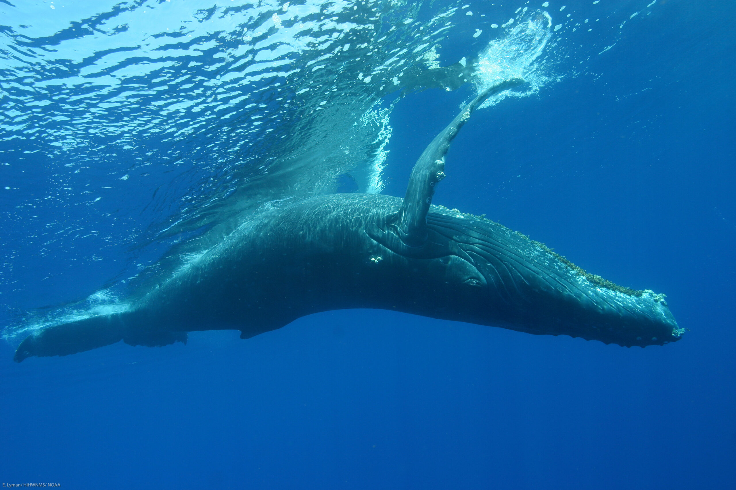 Humpback Whale Rescued From Shallow Baltic Waters Returns to Open Sea