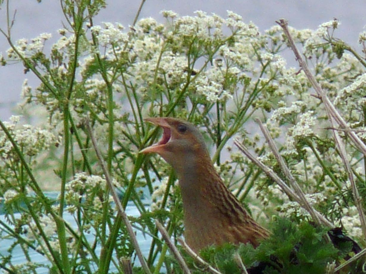 Ireland Started a New €4.35 Million Programme to Protect Corncrakes