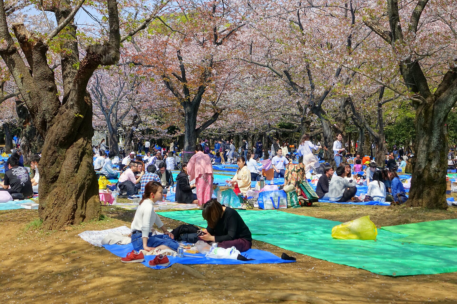 Japan’s Sakura Season Began With First Blossoms in Three Cities