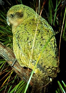 Kakapo Parrots Set for Their Best Breeding Season Since 1977 - illustrative Wikimedia Commons photo