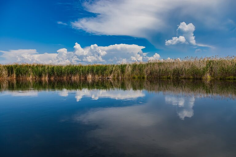 Kazakhstan Plants Native Trees and Shrubs Ahead of the Tiger’s Return