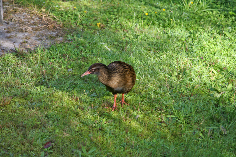 Kiwi Birds Return to Wellington After a Century Away - illustrative Wikimedia Commons photo