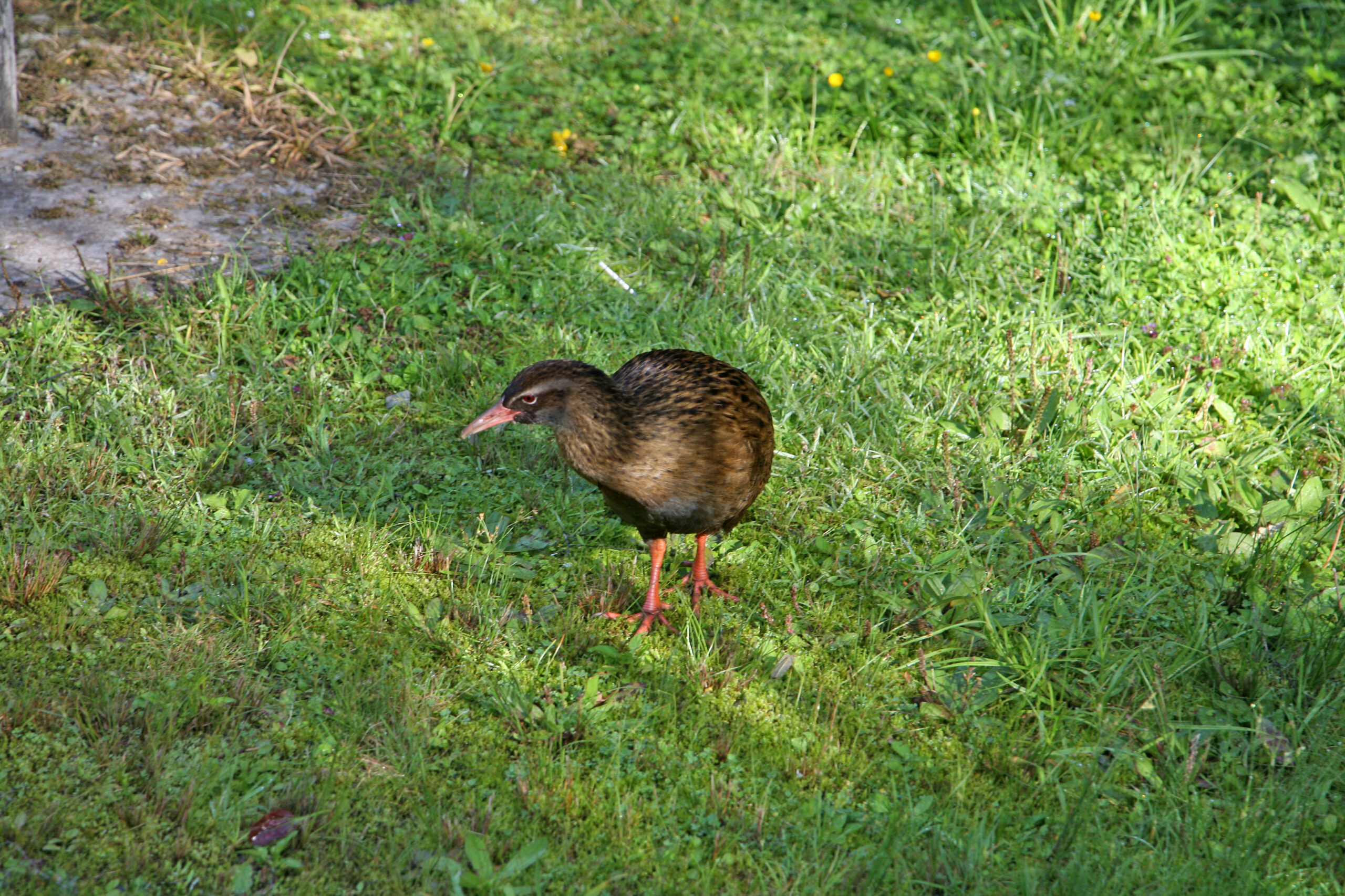 Kiwi Birds Return to Wellington After a Century Away
