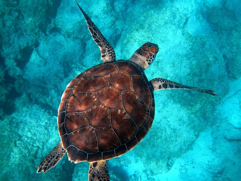 Loggerhead Turtle Named Molly Returns to the Ocean After 22 Years in Ireland