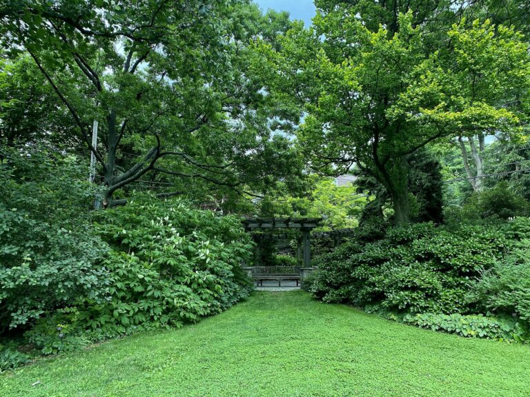 Native Trees Added More Shade to a Busy Street