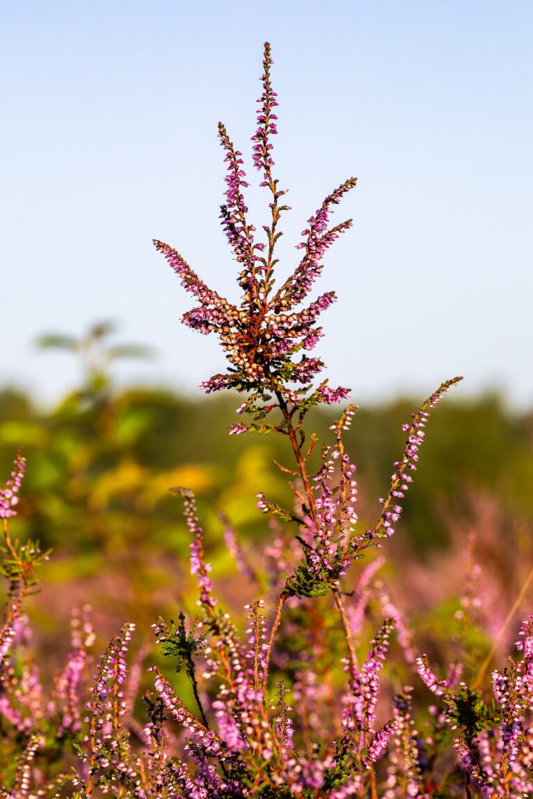 NatureScot Produced New Advice to Help Protect European Sites in Scotland