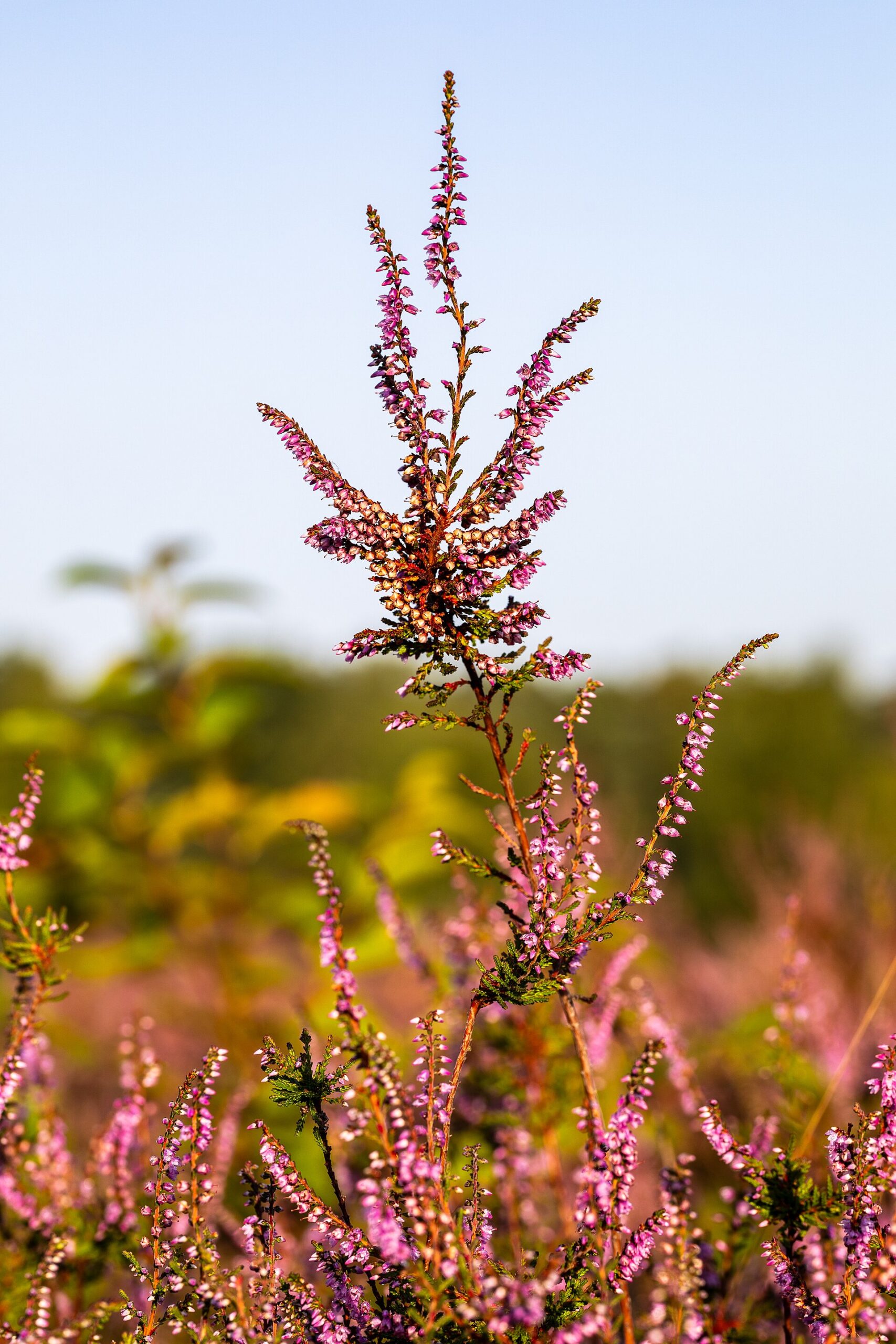 NatureScot Produced New Advice to Help Protect European Sites in Scotland