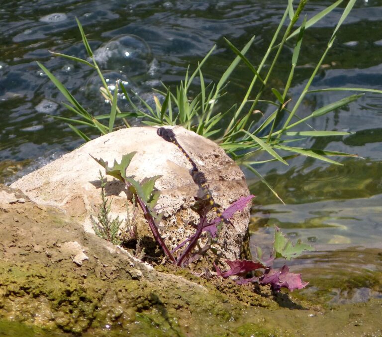 New UK Rules Are Moving Plastic Wet Wipes Out of Rivers and Sewers