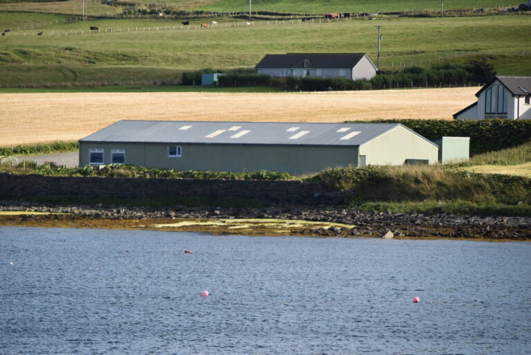 Orkney Islands See Native Wildlife Thrive as Invasive Stoat Removal Succeeds - illustrative Wikimedia Commons photo