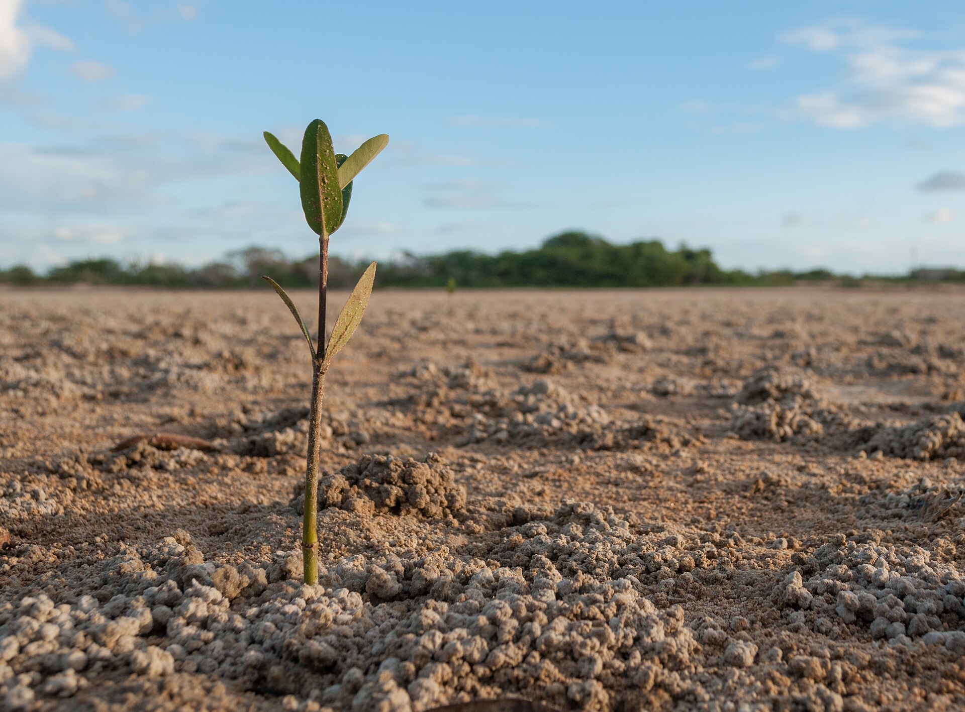 Portugal Backed a New Coastal Resilience Project to Restore Mangroves in Kenya