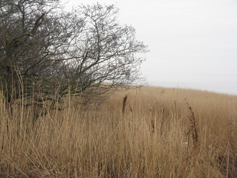 Reedbed Restoration in Scotland Brought Marsh Harriers Back to Caerlaverock