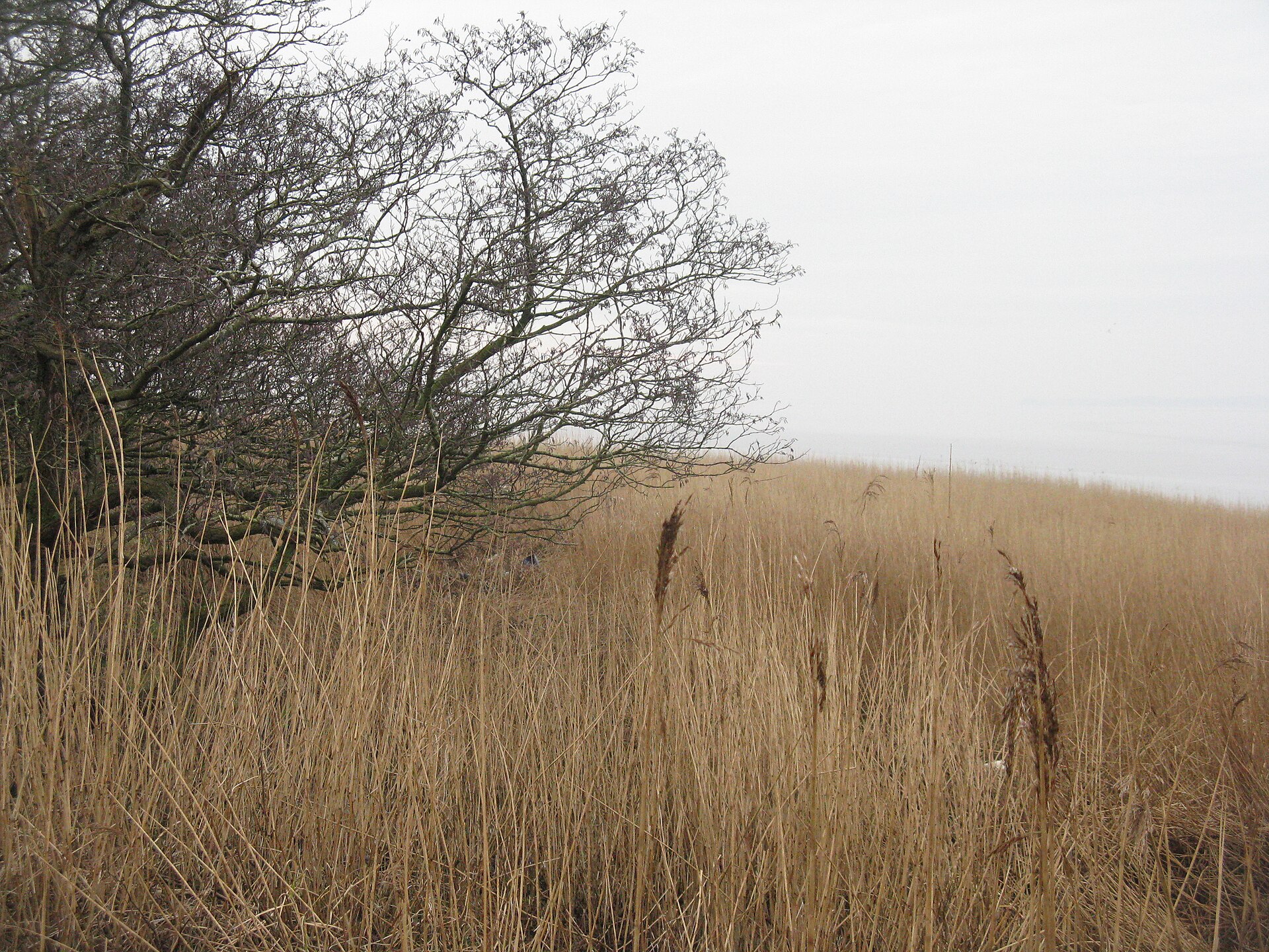 Reedbed Restoration in Scotland Brought Marsh Harriers Back to Caerlaverock