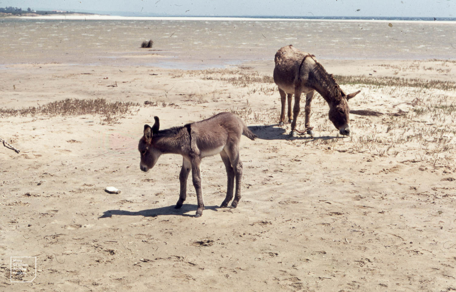 Rescued Donkeys Are Helping Spain Reduce Wildfire Fuel Around Doñana