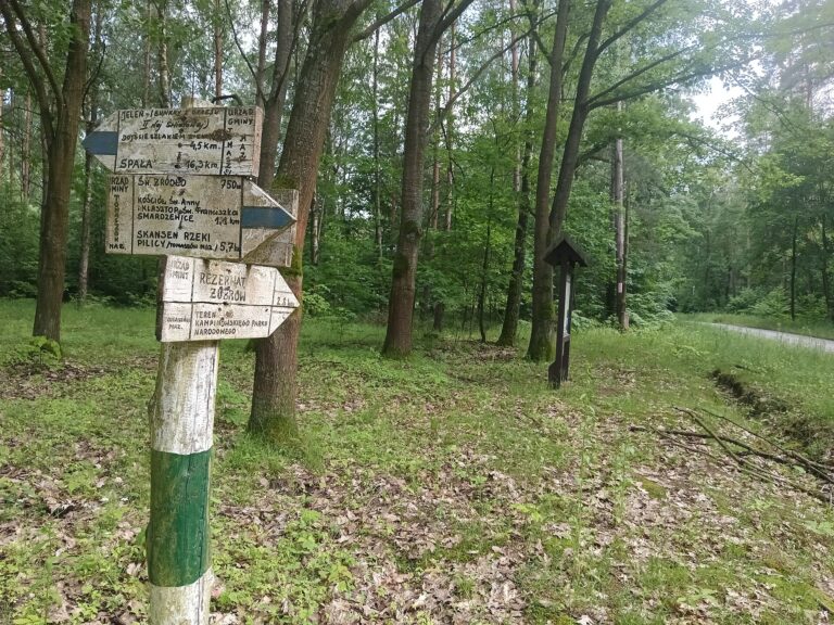 Rewilding Europe Reported a Strong Year for Wildlife Comebacks