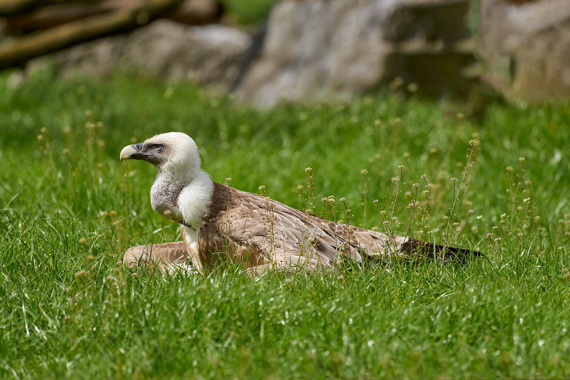 Sardinia’s Griffon Vultures Became One of Italy’s Strongest Conservation Comebacks