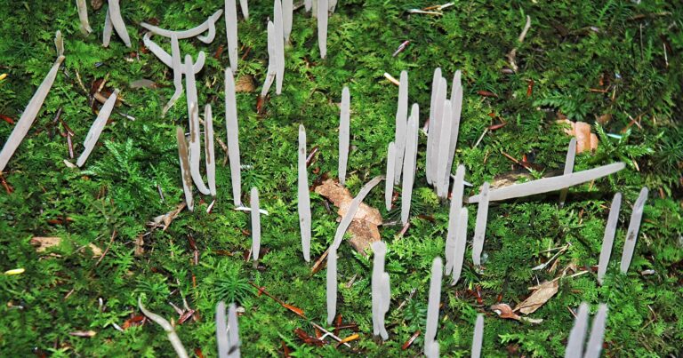 Scientists Win 215,000 Euro Prize for Fungi That Absorb a Third of Fossil Fuel Emissions