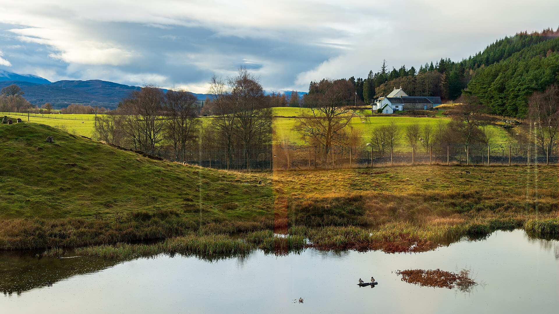Scotland's Rewilded Land Shows 261 Percent More Bird Species