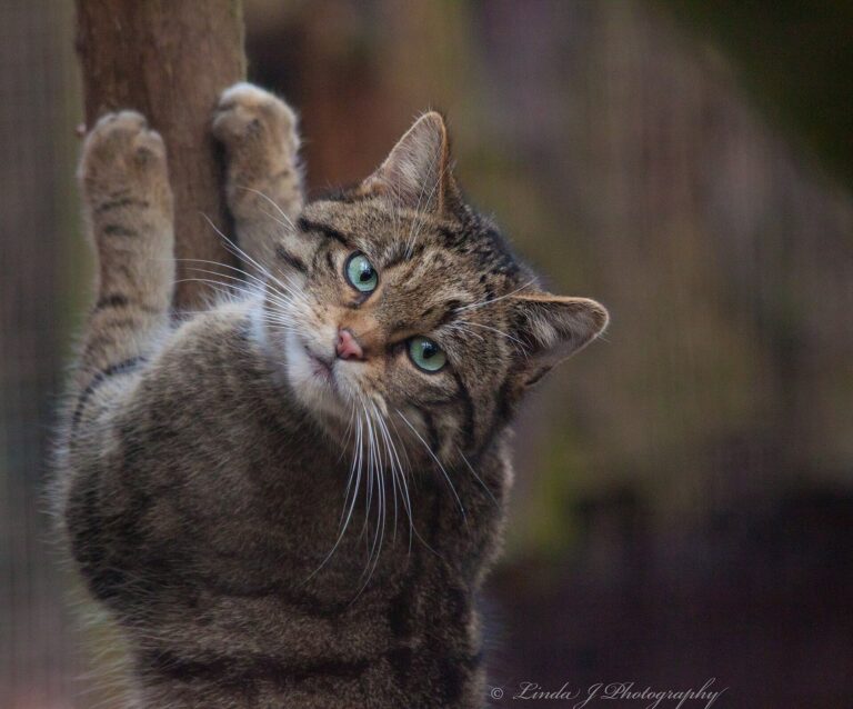 Scottish Wildcats Are Breeding in Cairngorms After Decades of Absence