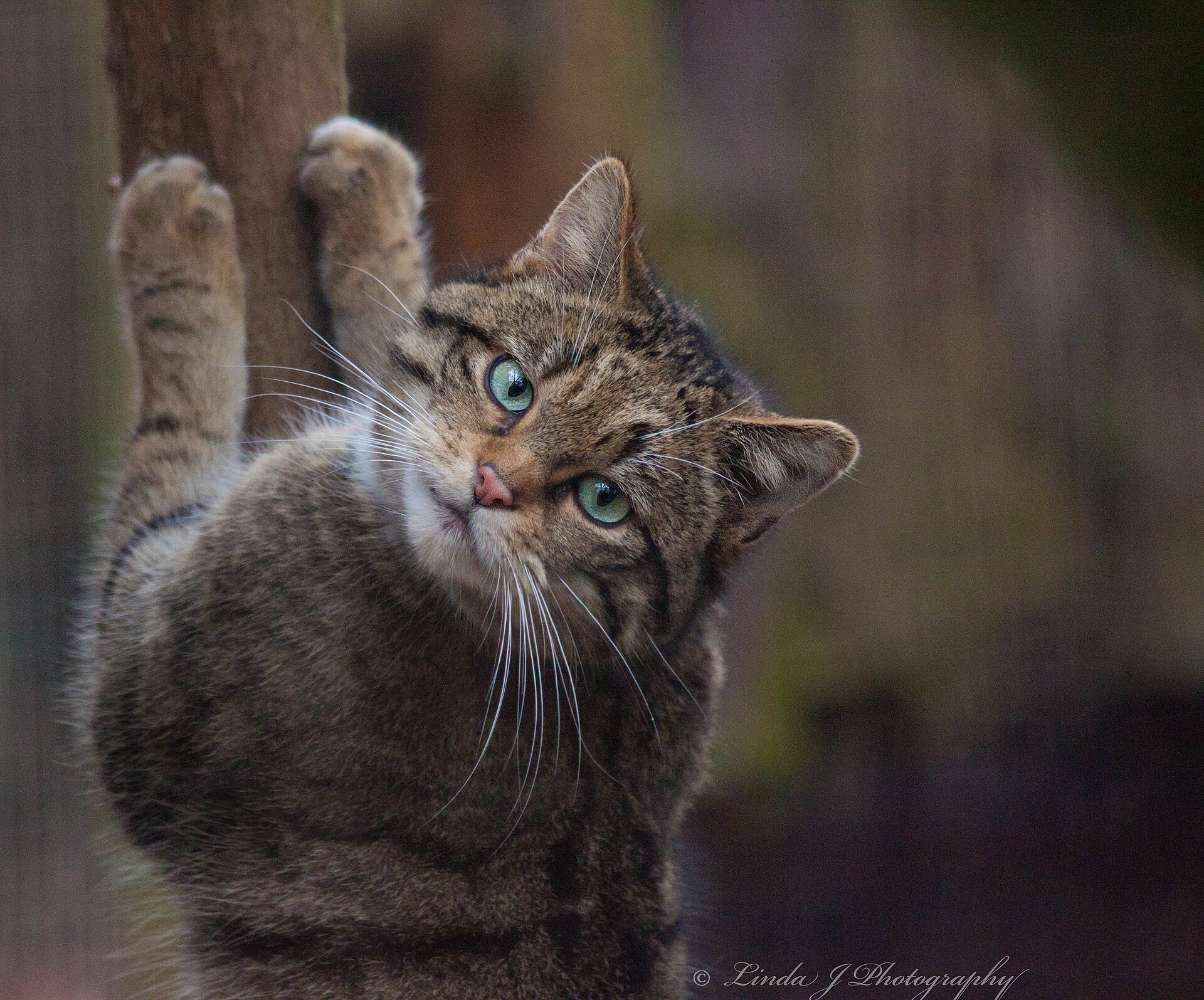 Scottish Wildcats Are Breeding in Cairngorms After Decades of Absence