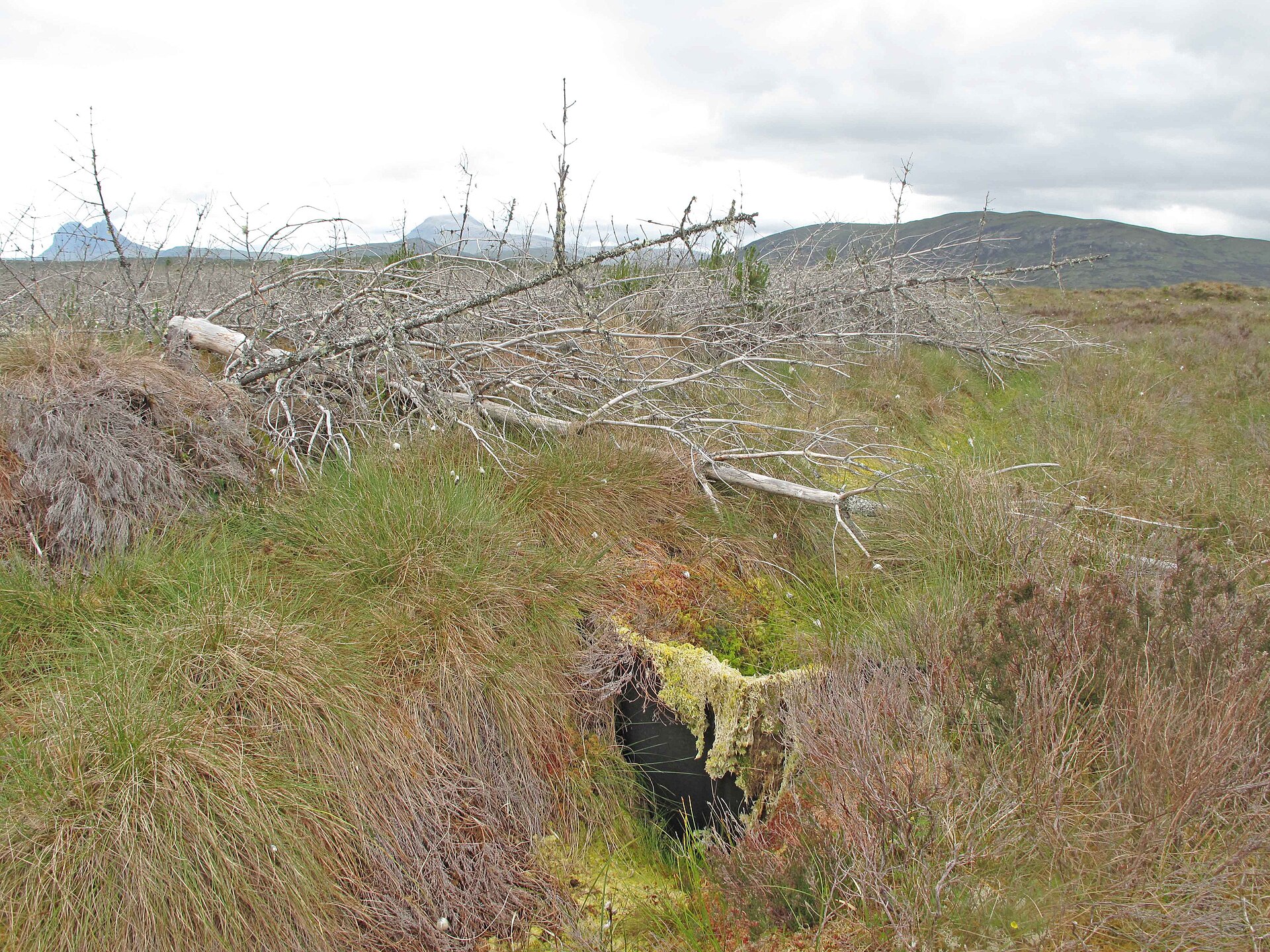 State Land in Britain Could Become More Useful for Trees, Peatlands and Wildlife