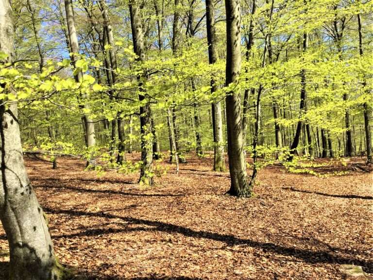 Sweden’s National Parks and Nature Reserves Keep Wild Space Close to People