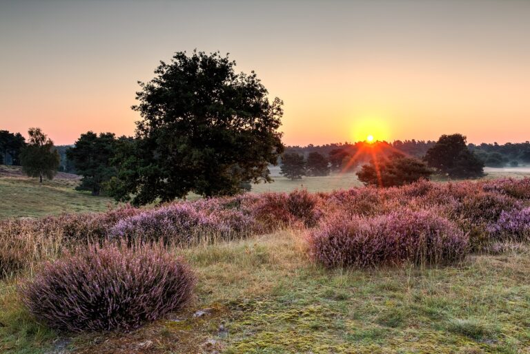 The European Environment Agency Highlighted Nature Protection as a Core Recovery Task