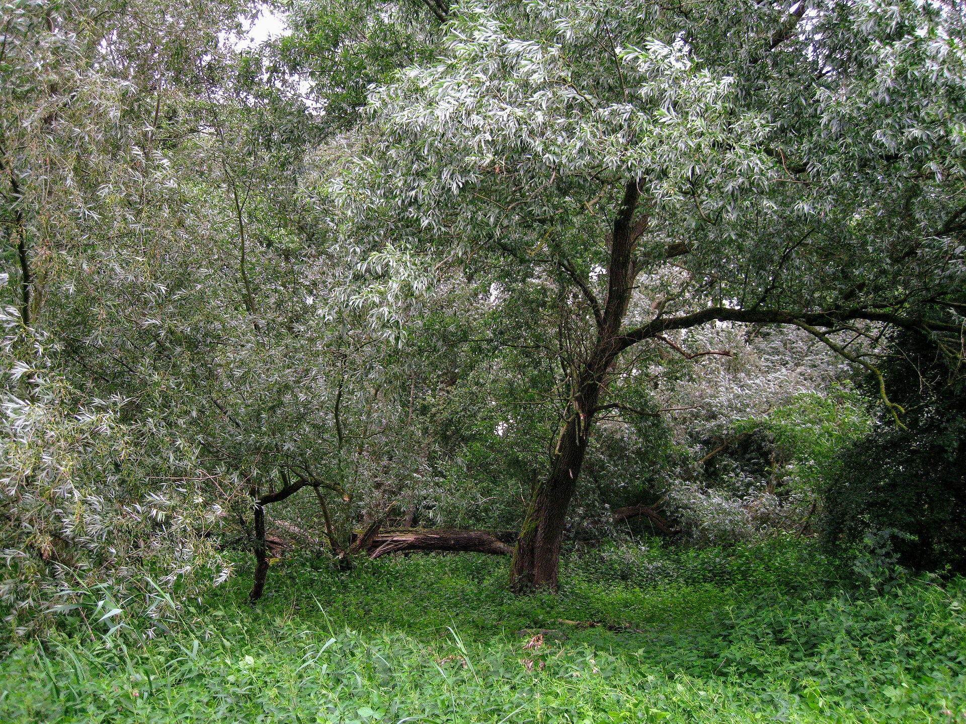 The Netherlands Plans Stronger Links Between Nature Areas
